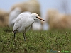 Uccelli ciconiiformi 44 - Airone guardabuoi.jpg